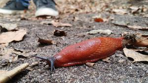 Big red slug & me, crossing eachothers path.