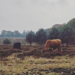 Scottish Highlanders in the low hills of Deelerwoud.