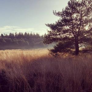 Beautiful cold sunny day at Ginkelse Heide.