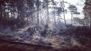 Foggy frozen fields at Ginkelse heide.