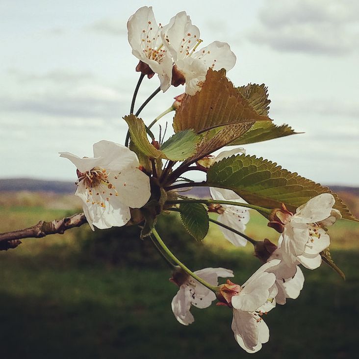 Blossoming tree near Groesbeek.