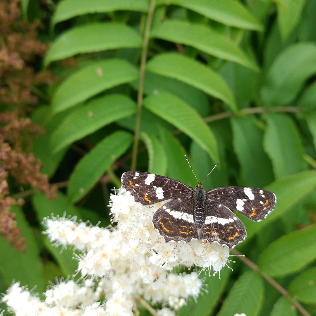 A 'Map' butterfly on a elderberry in the Belmonte Arboretum.