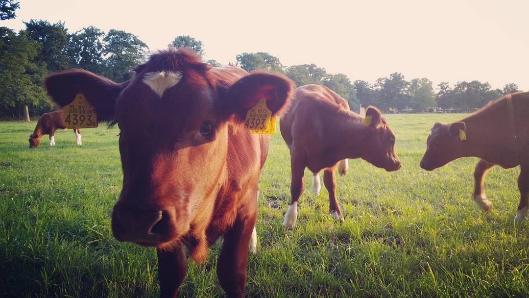 🐄 Calfs in a field near 'Landgoed Kernhem'. They licked our hands! 😍