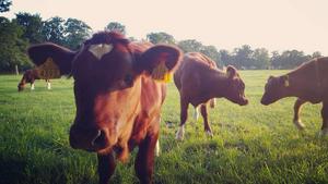 🐄 Calfs in a field near 'Landgoed Kernhem'. They licked our hands! 😍