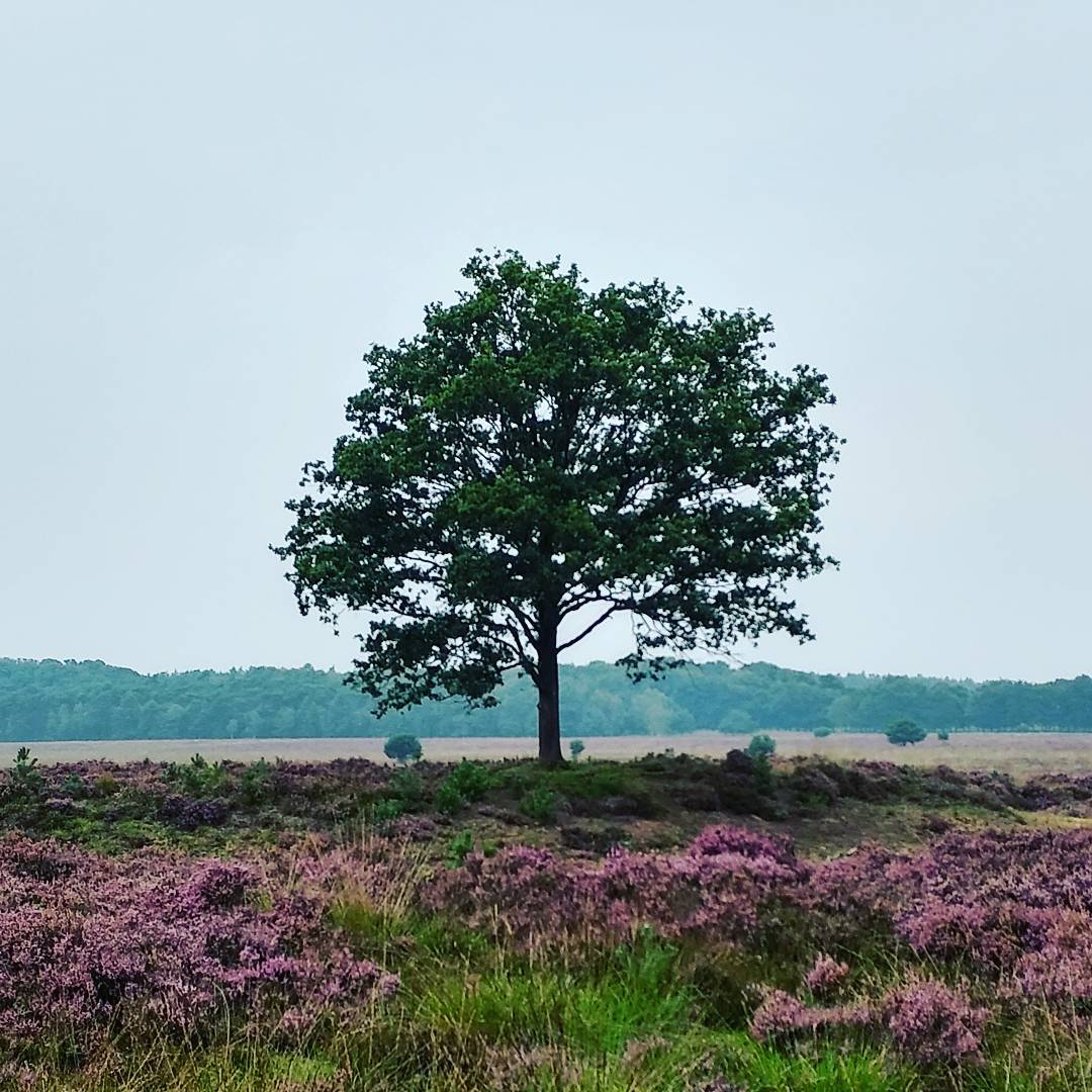 Foggy steamy August day, a single tree and the vibrant purple heath land that composes Planken Wambuis.