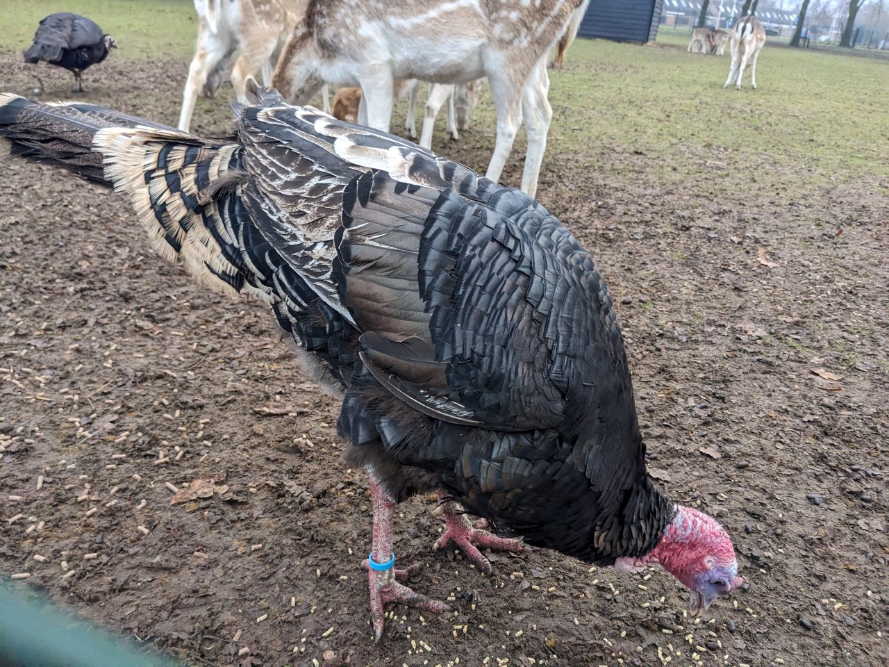 Close-up of turkey pecking from the floor. Its feathers are black, brown and beige. Some near the neck appear to be pearlescent.